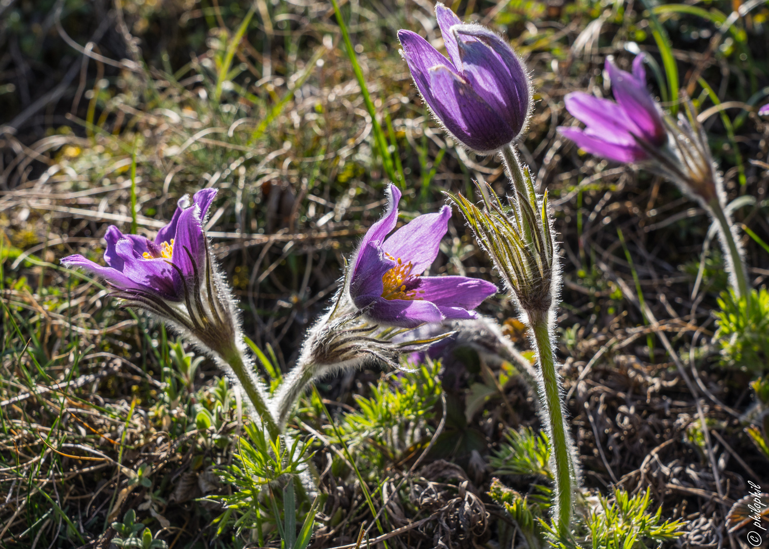 Pulsatilla Vulgaris