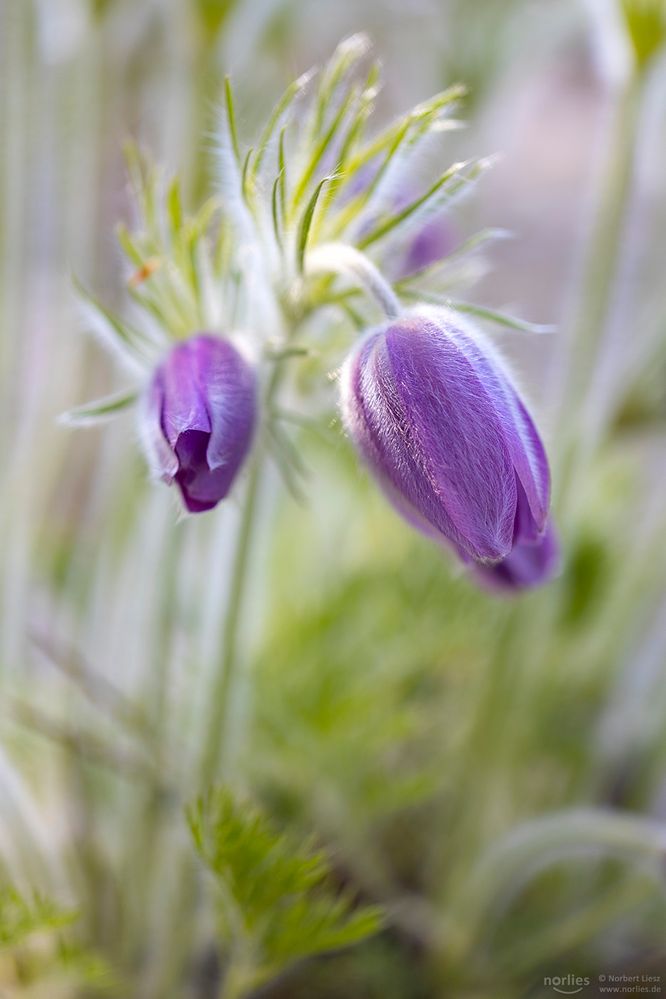 pulsatilla vulgaris