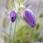 pulsatilla vulgaris