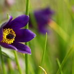 Pulsatilla vulgaris - ein Frühlingsbote