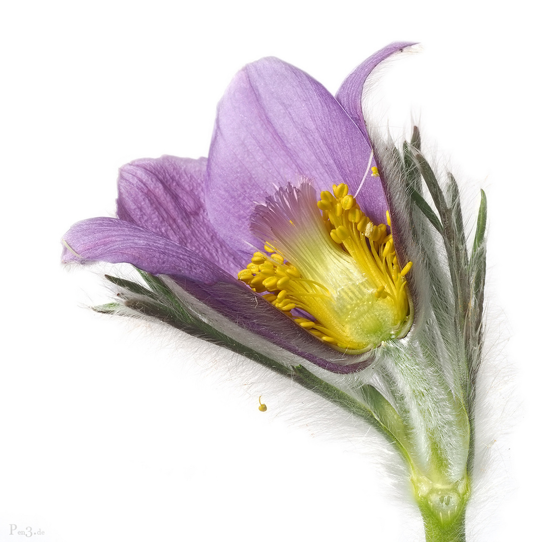 Pulsatilla vulgaris