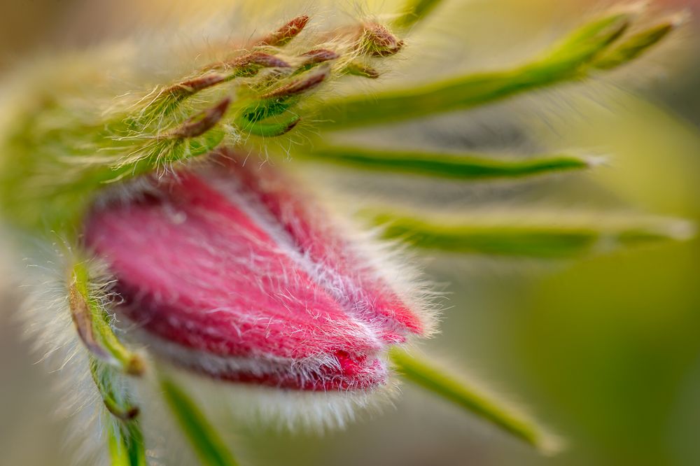 Pulsatilla Vulgaris