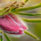 Pulsatilla Vulgaris