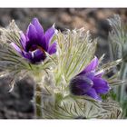 Pulsatilla vulgaris