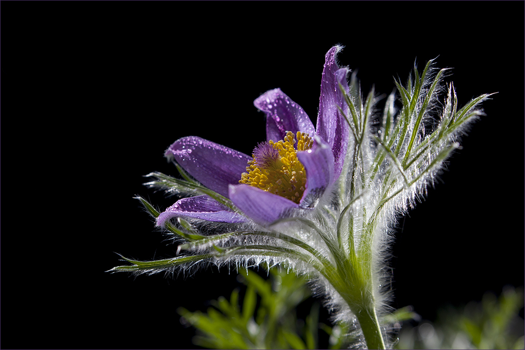 Pulsatilla Vulgaris