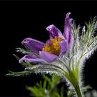 Pulsatilla Vulgaris