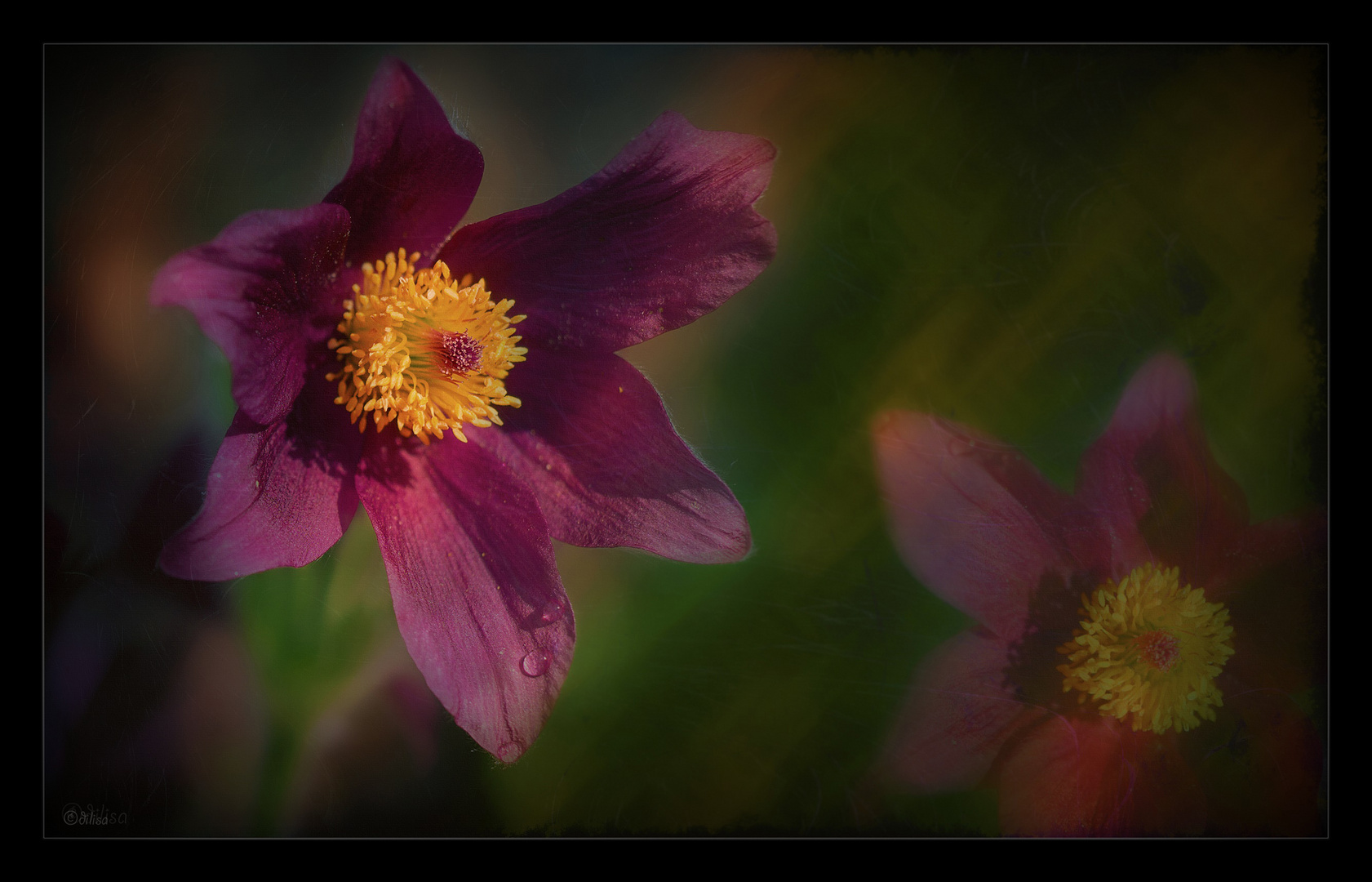 *Pulsatilla vulgaris*