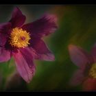 *Pulsatilla vulgaris*