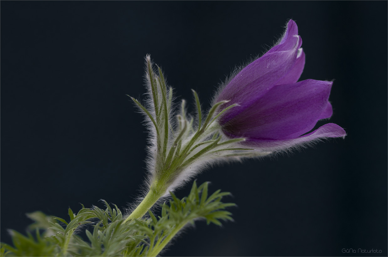 Pulsatilla vulgaris