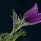 Pulsatilla vulgaris