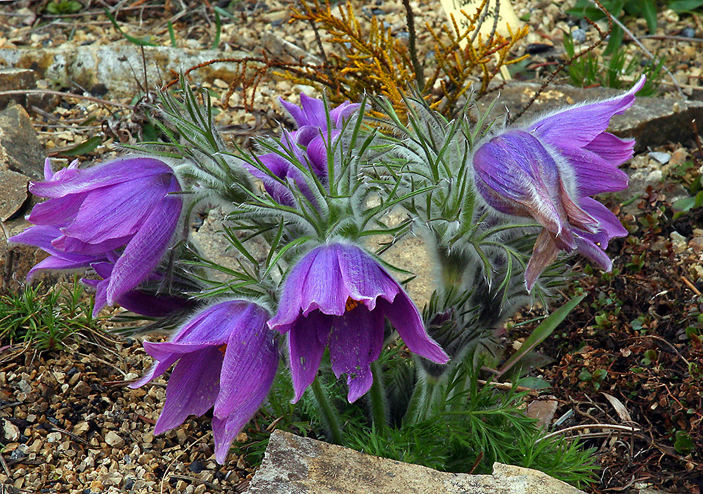 Pulsatilla vulgaris