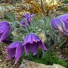 Pulsatilla vulgaris