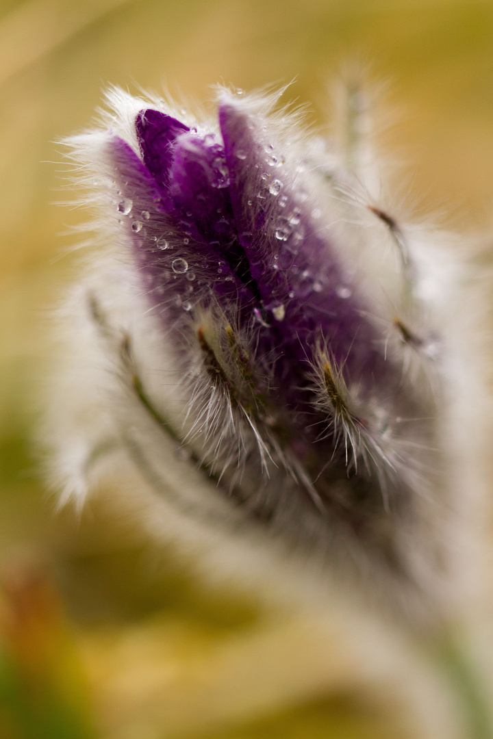 Pulsatilla vulgaris