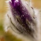 Pulsatilla vulgaris