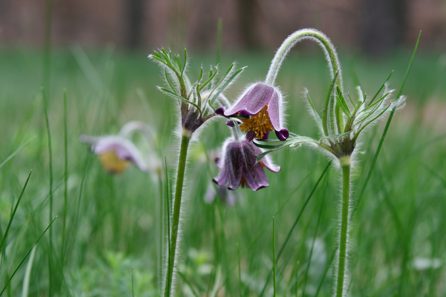 Pulsatilla Vulgaris - gemeine oder gewöhnliche Kuhschelle