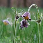 Pulsatilla Vulgaris - gemeine oder gewöhnliche Kuhschelle