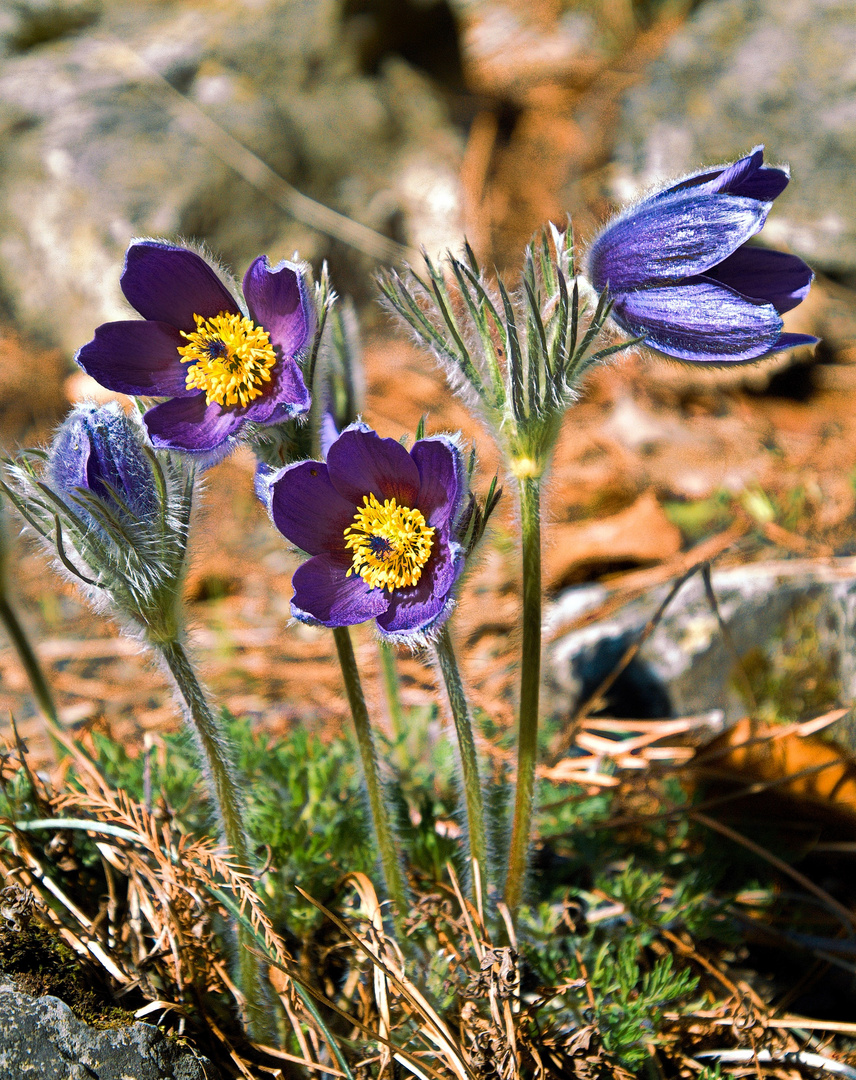 Pulsatilla vulgaris - Gewöhnliche Küchenschelle / Gebirge Europas