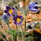 Pulsatilla vulgaris - Gewöhnliche Küchenschelle / Gebirge Europas