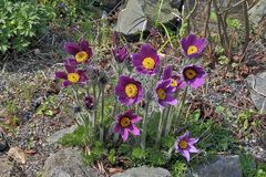 Pulsatilla vulgaris - Gewöhnliche Küchenschenschelle