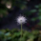 Pulsatilla vulgaris - Gewöhnliche Kuhschelle