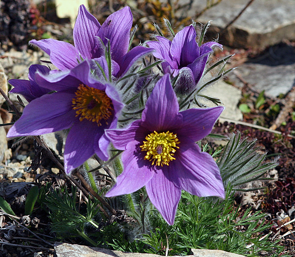 Pulsatilla vulgaris (Hybrid) - Küchenschelle