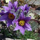 Pulsatilla vulgaris (Hybrid) - Küchenschelle