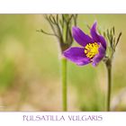 Pulsatilla vulgaris II