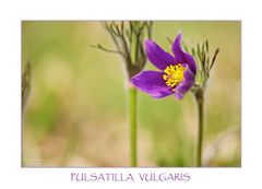 Pulsatilla vulgaris II