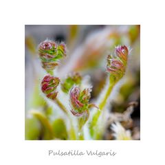 Pulsatilla Vulgaris - II