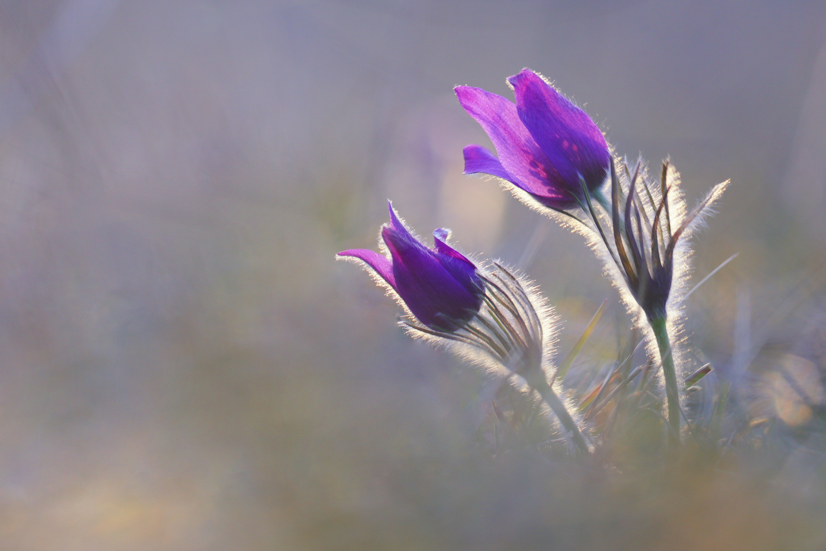 pulsatilla vulgaris II