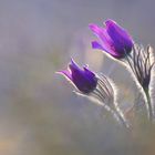 pulsatilla vulgaris II