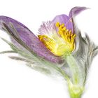 Pulsatilla vulgaris II