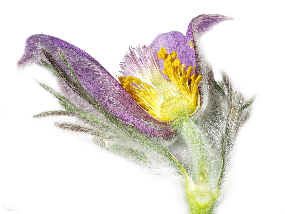 Pulsatilla vulgaris II