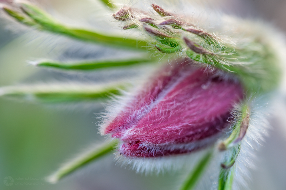 Pulsatilla vulgaris - II