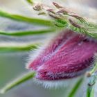 Pulsatilla vulgaris - II