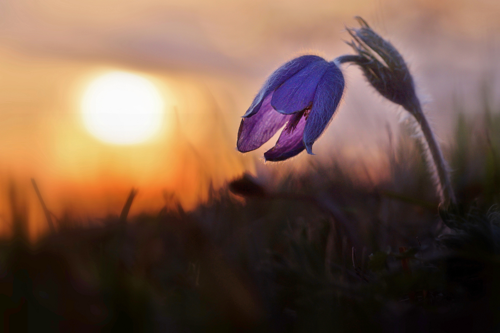 Pulsatilla vulgaris im Abendlicht.