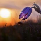 Pulsatilla vulgaris im Abendlicht.