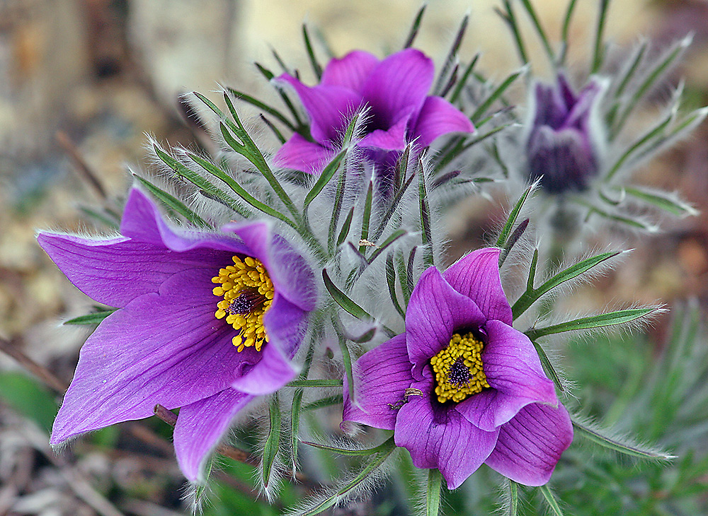 Pulsatilla vulgaris im Alpinum und ein nachträglicher Gebrtstagsgruß für Harry Käufler