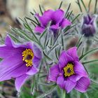 Pulsatilla vulgaris im Alpinum und ein nachträglicher Gebrtstagsgruß für Harry Käufler