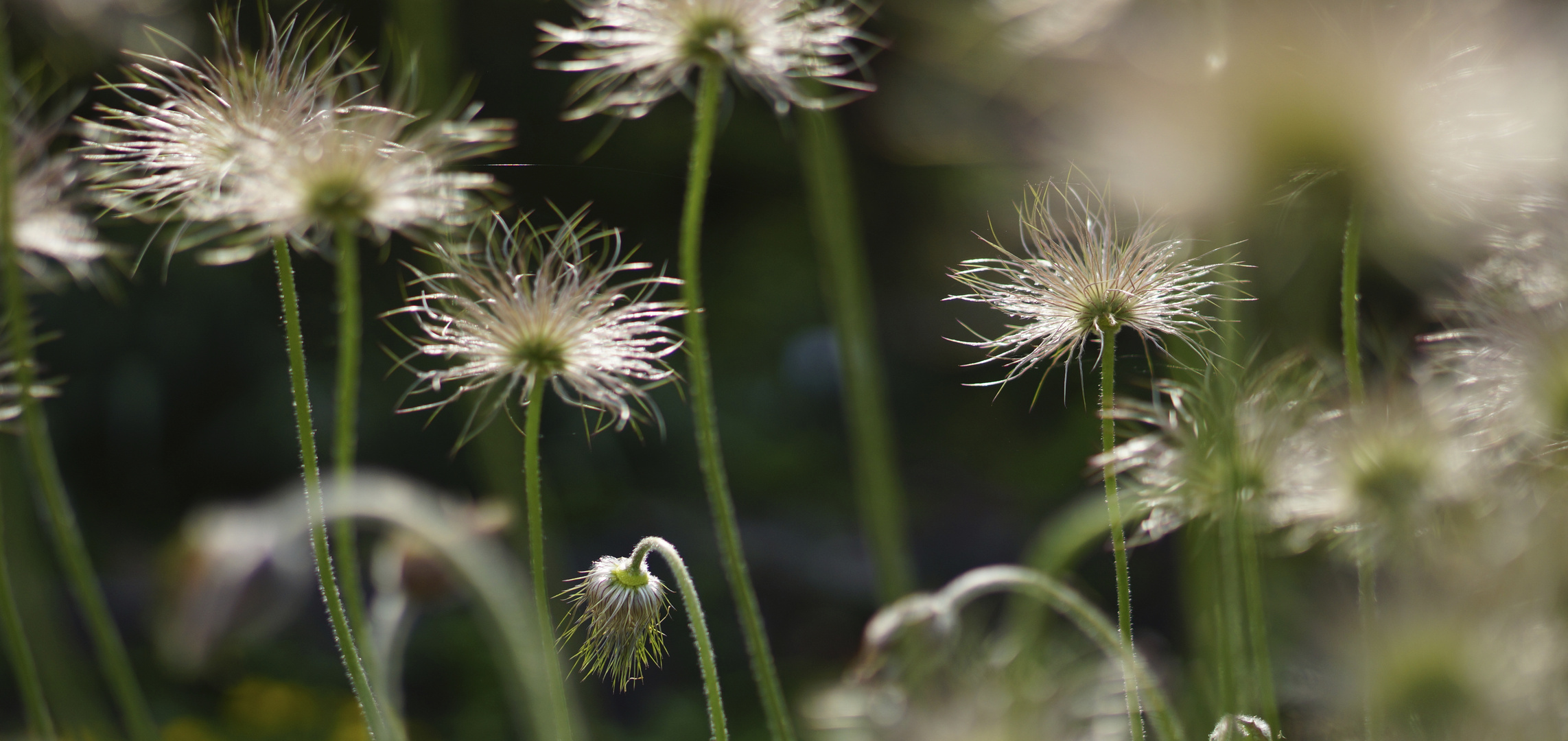 Pulsatilla Vulgaris im Gegenlicht