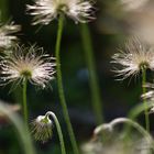 Pulsatilla Vulgaris im Gegenlicht