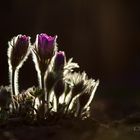 Pulsatilla vulgaris im Gegenlicht