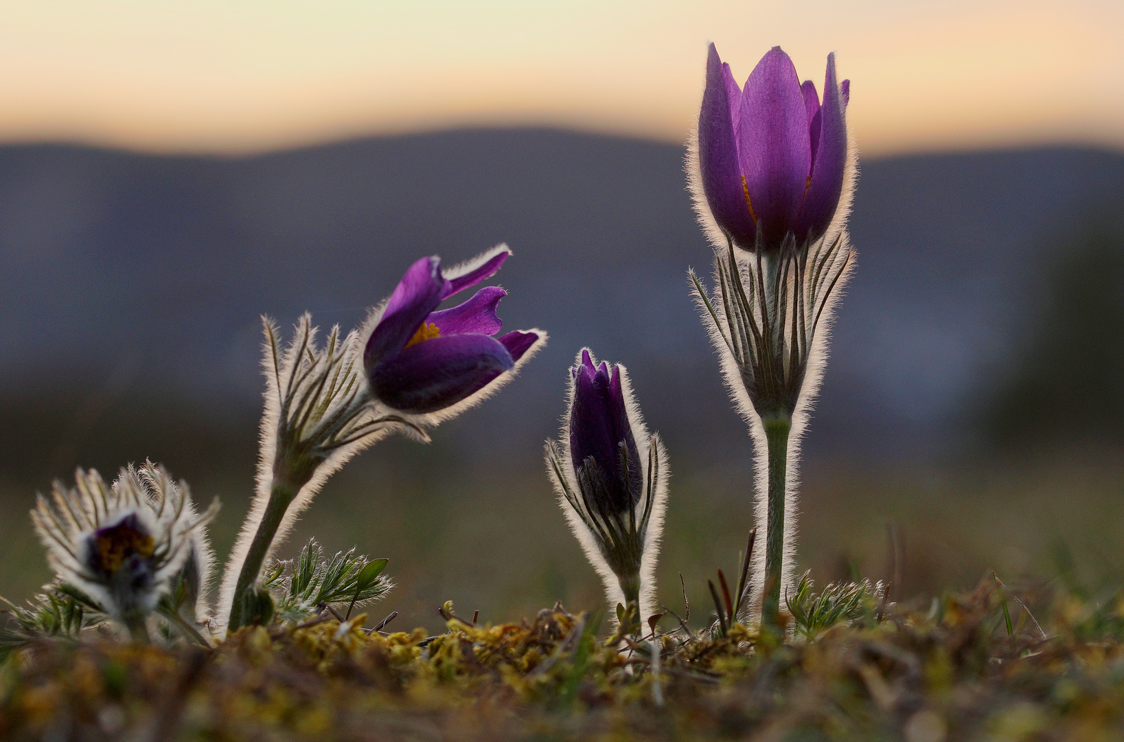 Pulsatilla vulgaris im Gegenlicht.