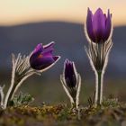 Pulsatilla vulgaris im Gegenlicht.