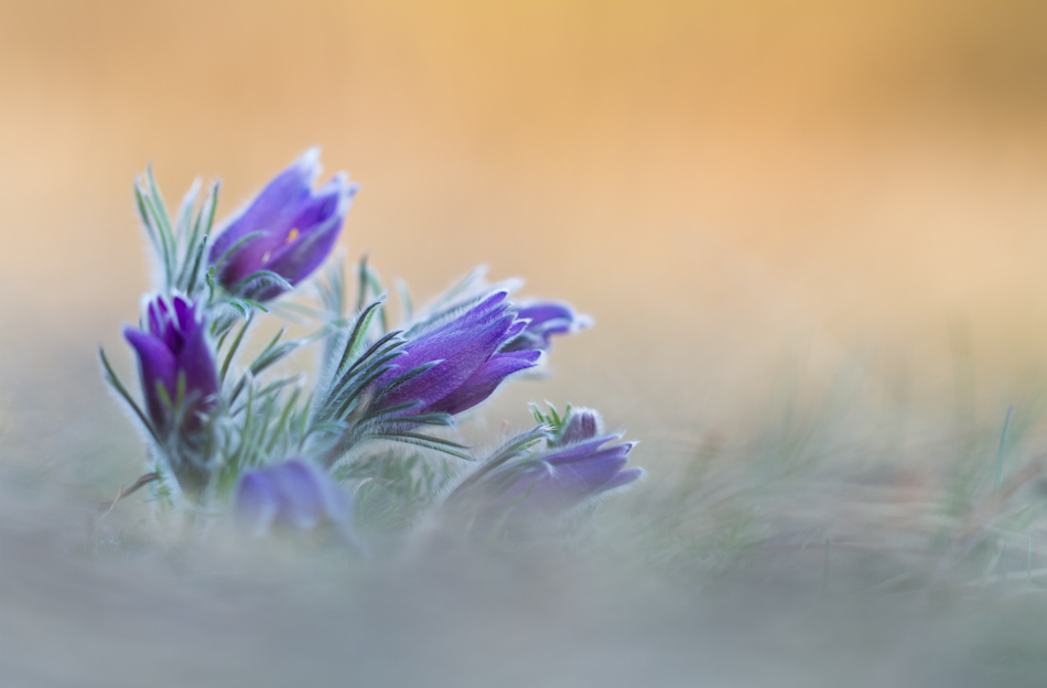 Pulsatilla vulgaris im Sonnenlicht