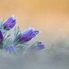 Pulsatilla vulgaris im Sonnenlicht