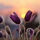 Pulsatilla vulgaris in der Abendsonne.