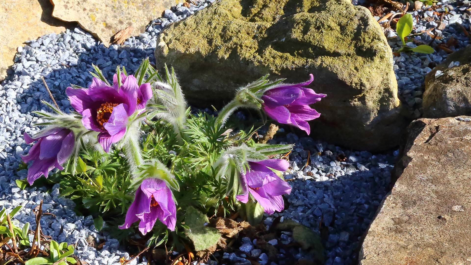 Pulsatilla vulgaris in einem fotogenen Blühstadium...