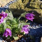 Pulsatilla vulgaris in einem fotogenen Blühstadium...