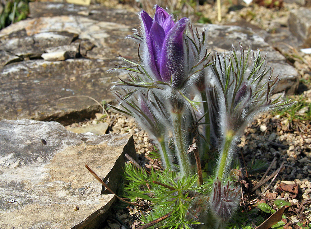 Pulsatilla vulgaris in eleganter Pose vor dem "Knospenknall"